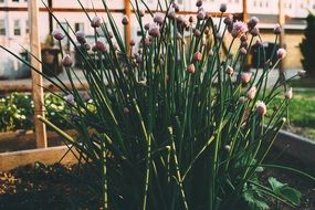 green grass and flowers in the garden