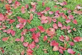 red leaves on the green grass