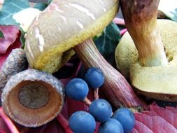 mushrooms berries autumn