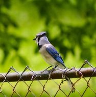 blue jay bird on the fence