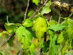 Green leaves on thin branches