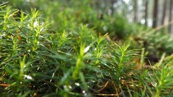 lush green moss in the forest