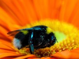insect in the middle of the flower