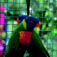 parrot colorful bird plumage