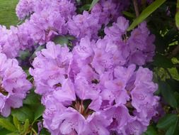 Purple blossoms in a garden