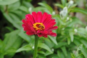 bee collecting pollen on pink zinnia flower