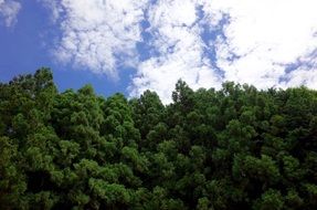 mountain green forest