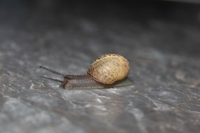 Snail in the nature