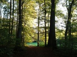 absolutely gorgeous forest away