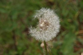 extraordinarily beautiful alpine dandelion flower