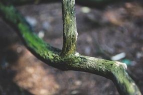 dry branch of a tree