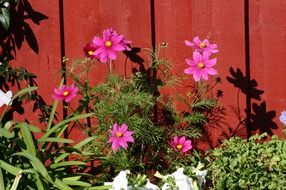 bright pink flowers near the red fence