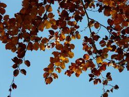 view of the blue sky through the foliage of beech