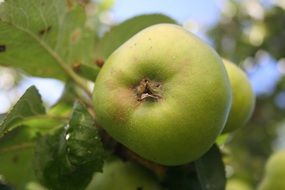 green apples on a branch close-up