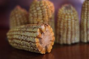 dry corn crop closeup