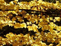 colorful beech leaves in a sunny autumn day