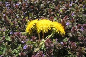 closeup photo of yellow dandelions in purple plants