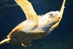 Picture of turtle is in a water
