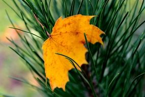 yellow maple leaf on green grass