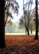 Autumnal forest