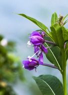 wild plant with purple flowers