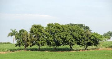 green trees in a desolate landscape