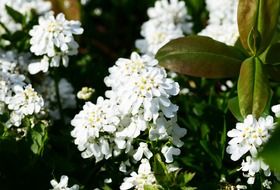 White candytuft perennial evergreen plant