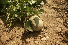 melon fruit in the garden