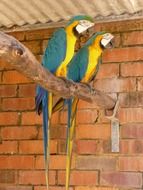 tropical parrots couple