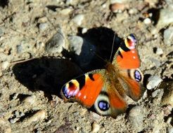 shadow of peacock butterfly