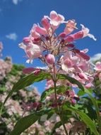 Beauty kolkwitzia amabilis flowers