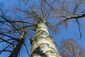 birch under the blue sky