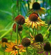 rudbekia flowers in the garden