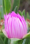 Pink flower in summer time
