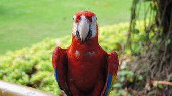 colorful ara parrot