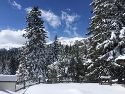 fairy winter forest in Switzerland