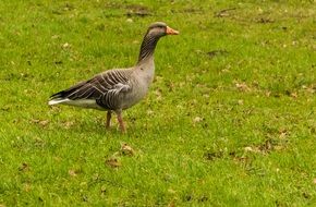 wild goose on a green meadow