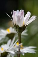 daisy blossom macro