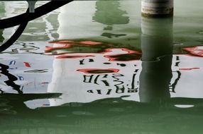 mirroring sheep on the Lake Constance