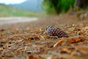 Brown pine cone on ground