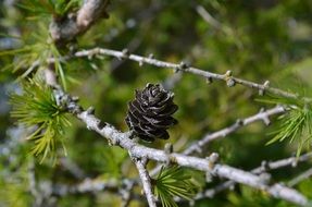 larch branch with dry cone close up