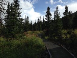 Trail through scenic forest landscape