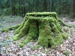 tree green stump