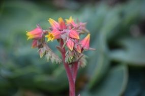 delicate beautiful flowers of succulent