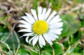 white daisy with many petals