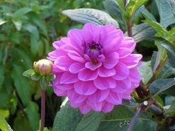 purple garden flower in summer