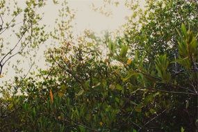 shrubs with green leaves