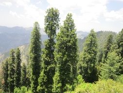 pakistan forest trees
