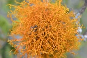 yellow weave colombia plant closeup