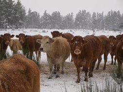 Cattle herd walking on a wintry field